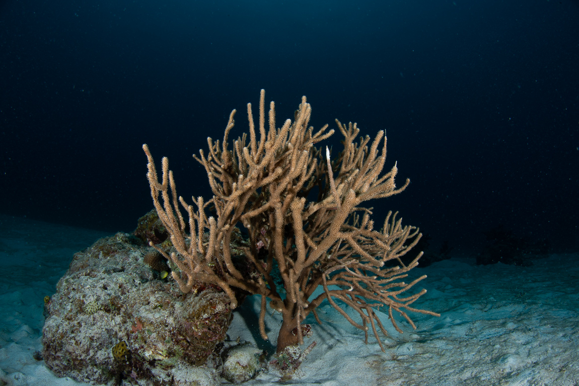 石垣島で撮影した小さい珊瑚