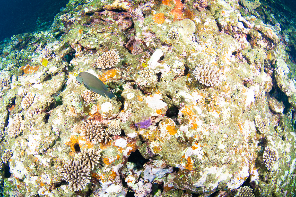 石垣島で撮影したサンゴ礁の写真