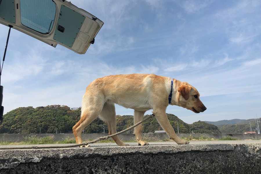 串本のアイショップの犬の写真