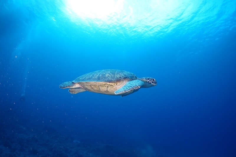 沖縄のダイビングで会えるウミガメは3種類