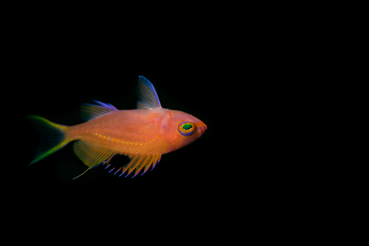 串本のイスズミ礁で撮影したサクラダイの幼魚