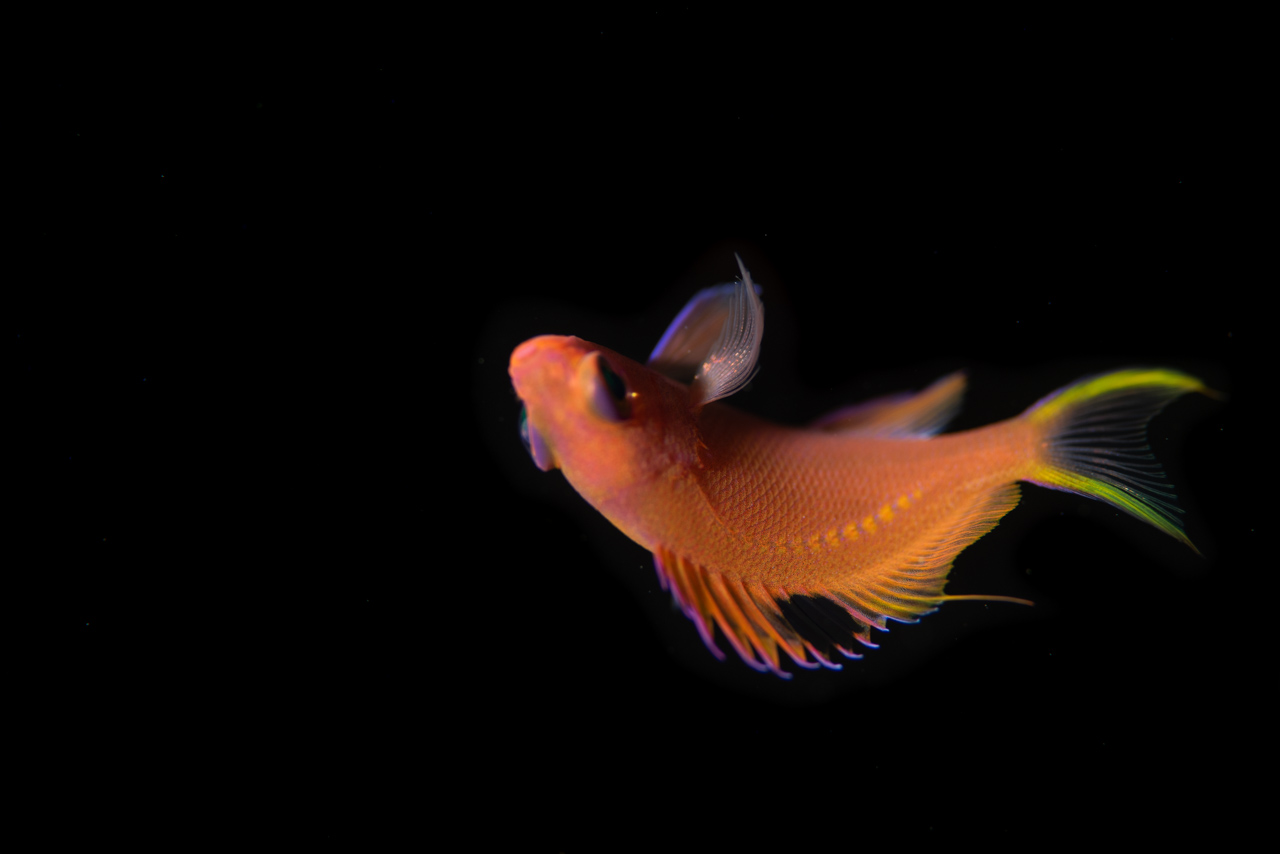 串本のイスズミ礁で撮影したサクラダイの幼魚