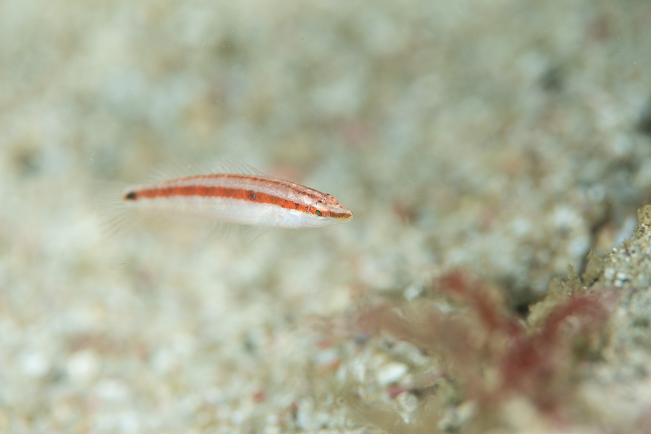 串本の外洋の北の根で撮影した幼魚