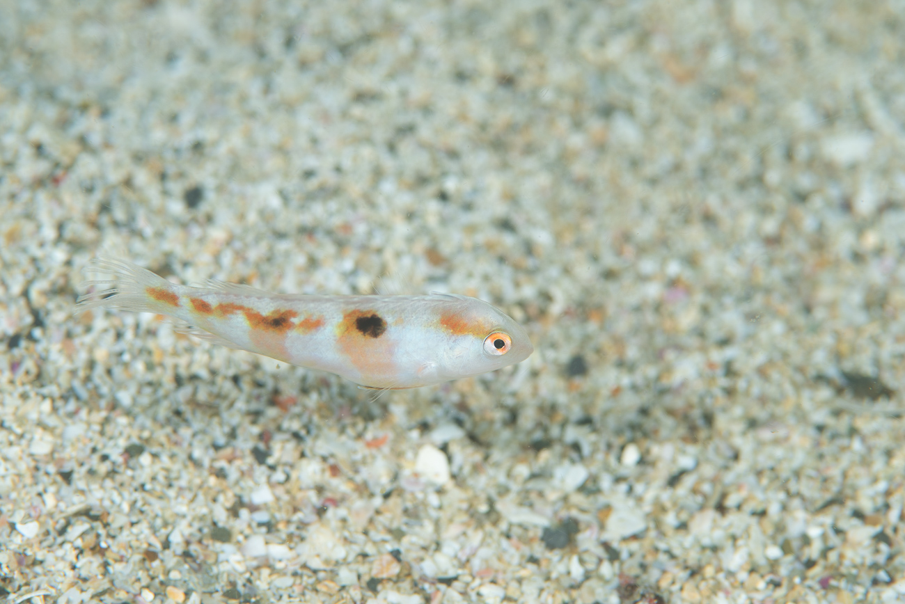 串本の外洋の北の根で撮影した幼魚