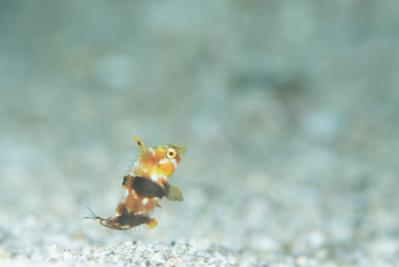 串本のイスズミ礁で撮影したイチモンジハゼ