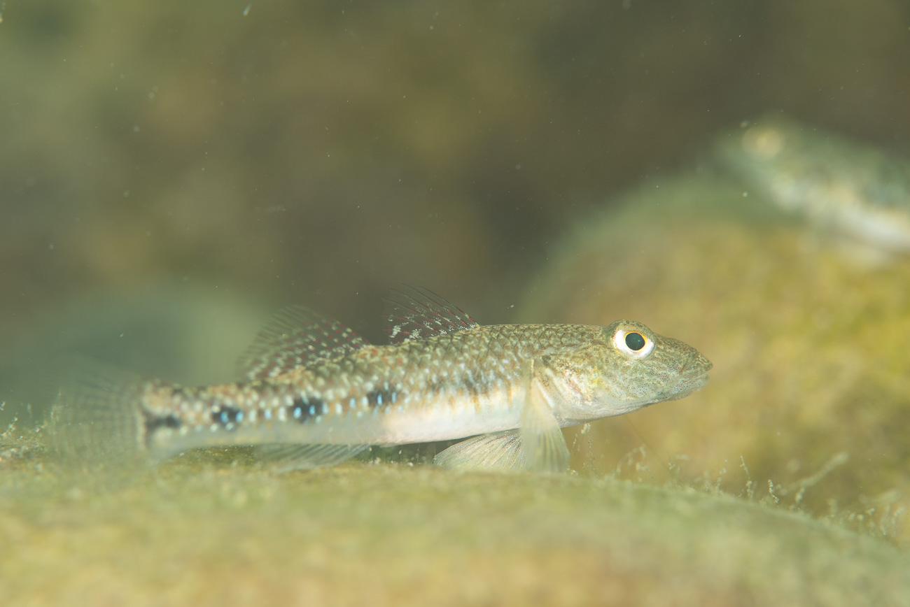 古座川で撮影した淡水魚