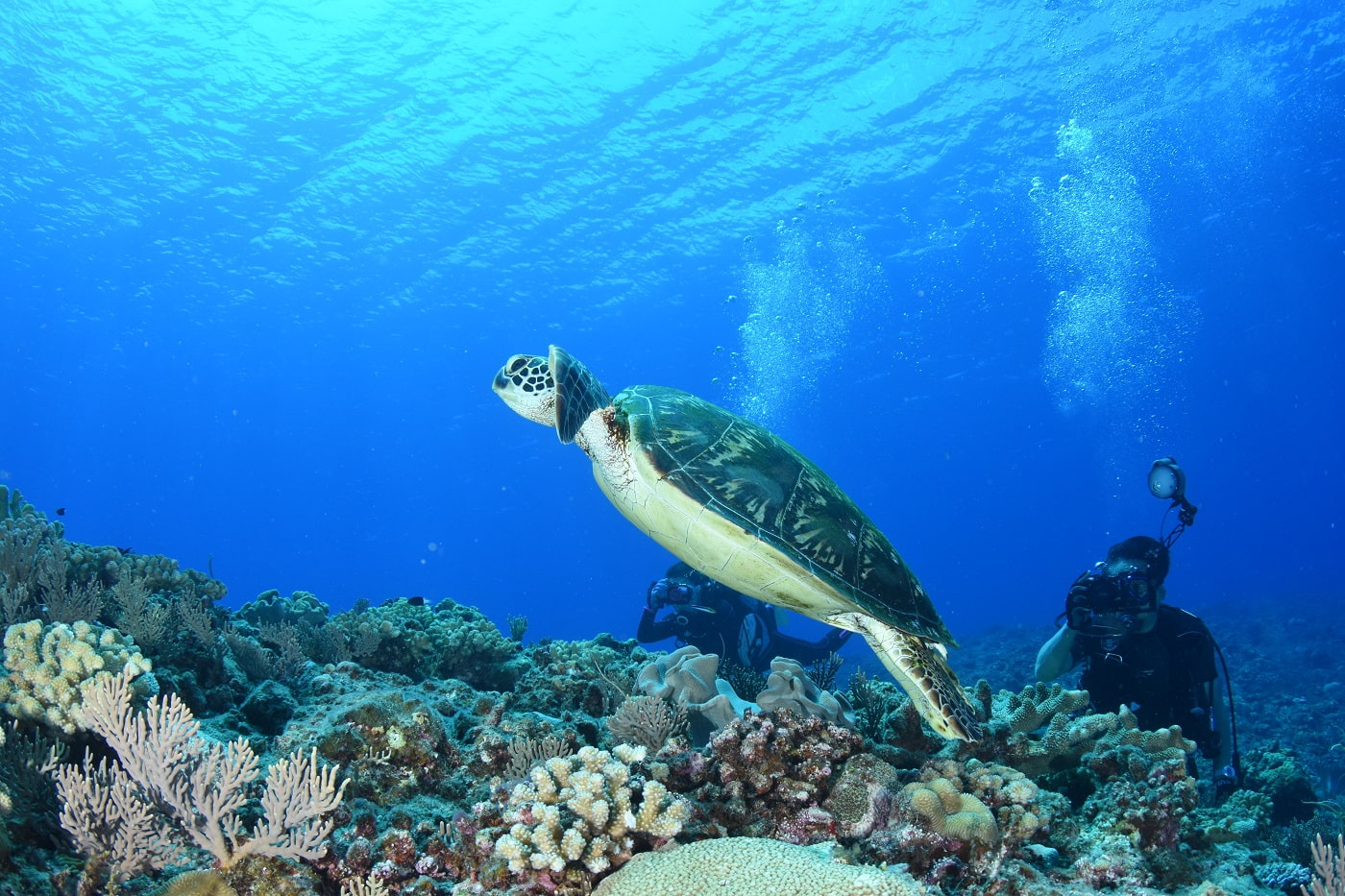 沖縄でのダイビングでウミガメには会えますか？【海亀】