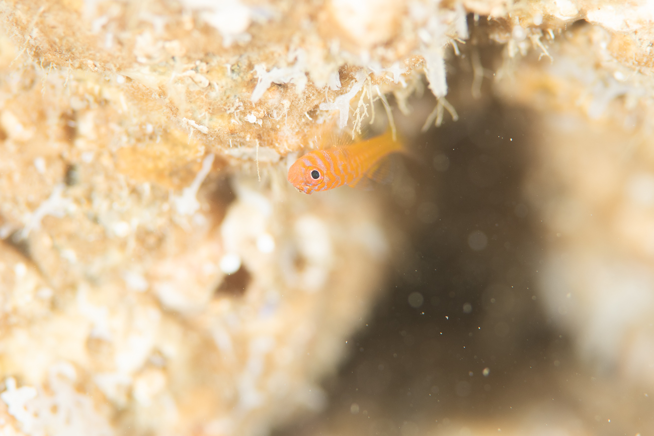 白浜で撮影した沖縄ベニハゼ幼魚