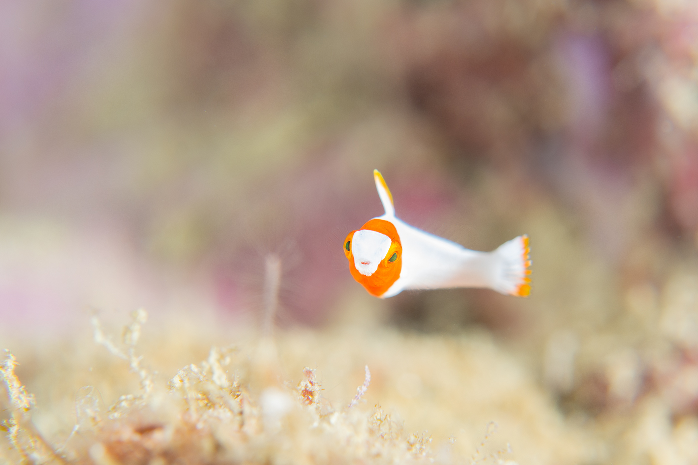 白浜で撮影したイロブダイの幼魚