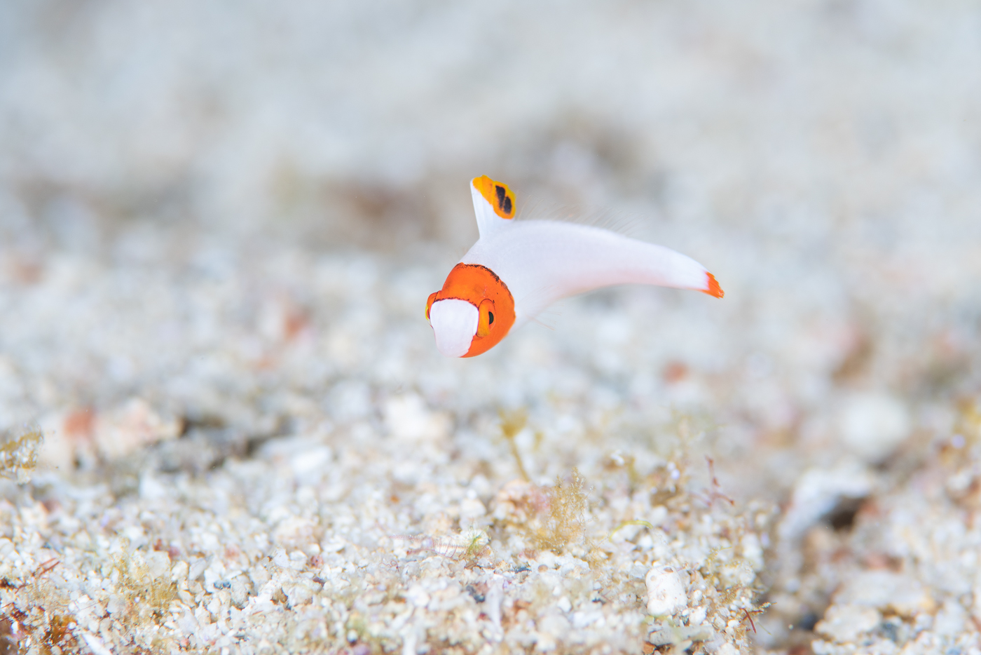 イシキリで撮影したイロブダイの幼魚