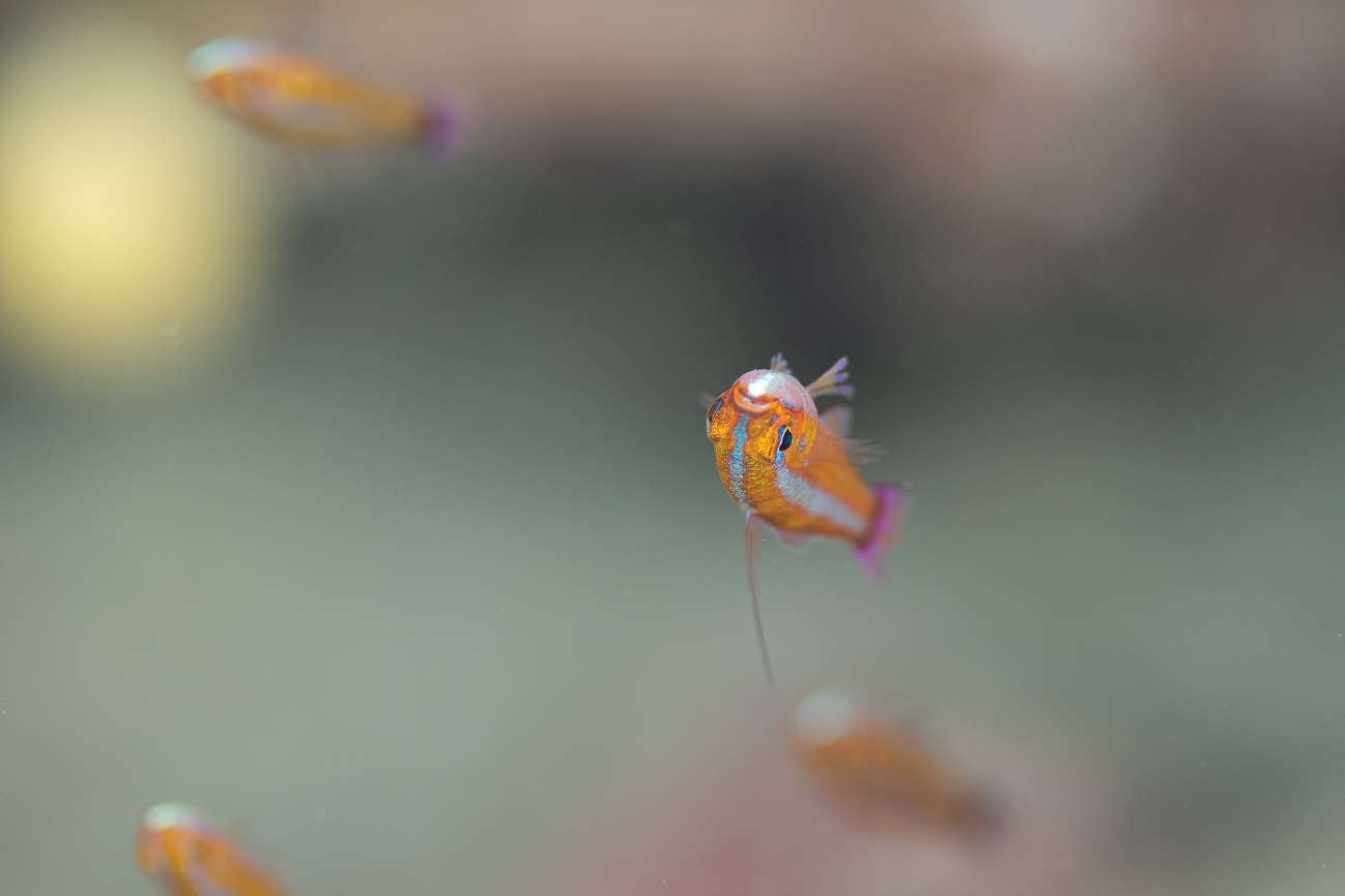 イシキリのセルフダイビングで撮影した魚
