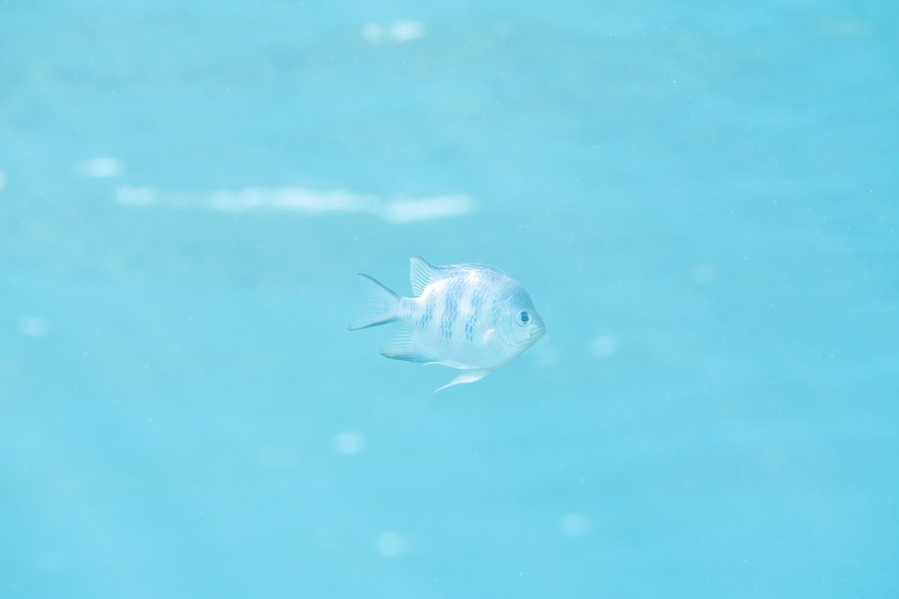 ゴリラチョップで撮影した魚