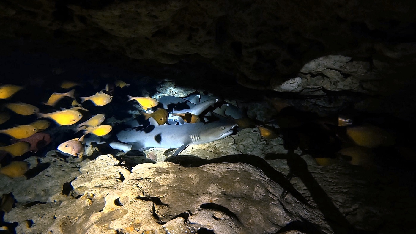 ルカン礁の海底温泉で撮影したホワイトチップシャーク