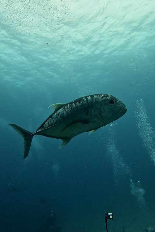 沖縄 慶良間のウチザン礁でのダイビングで撮影したロウニンアジ