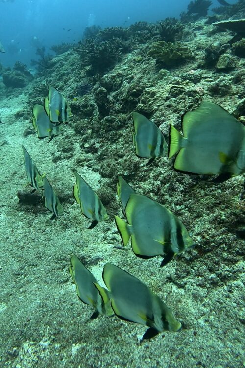 沖縄 慶良間のウチザン礁でのダイビングで撮影したアカククリの群れ