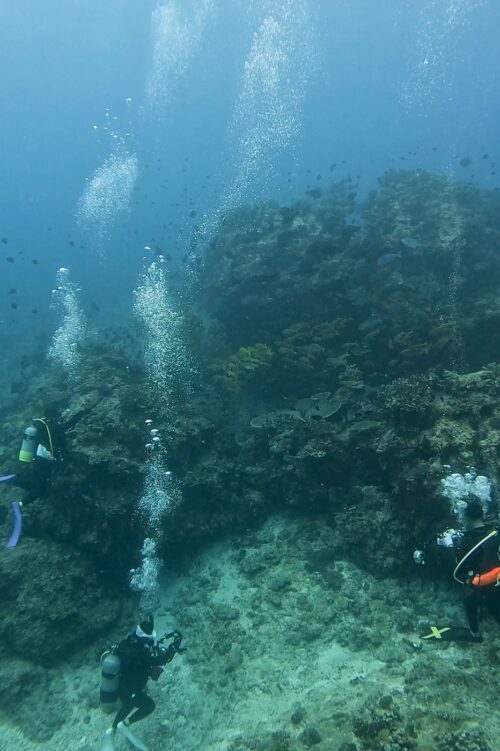 沖縄 慶良間のウチザン礁でダイビング