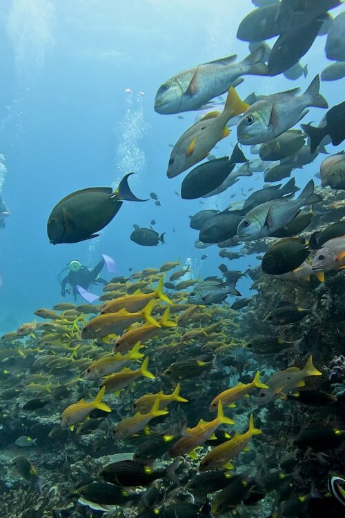 沖縄 慶良間のウチザン礁でのダイビングで撮影した魚の群れ