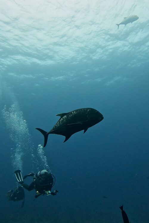 沖縄 慶良間のウチザン礁でのダイビングで撮影したロウニンアジ