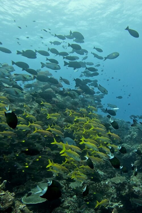 沖縄 慶良間のウチザン礁でのダイビングで撮影した魚の群れ