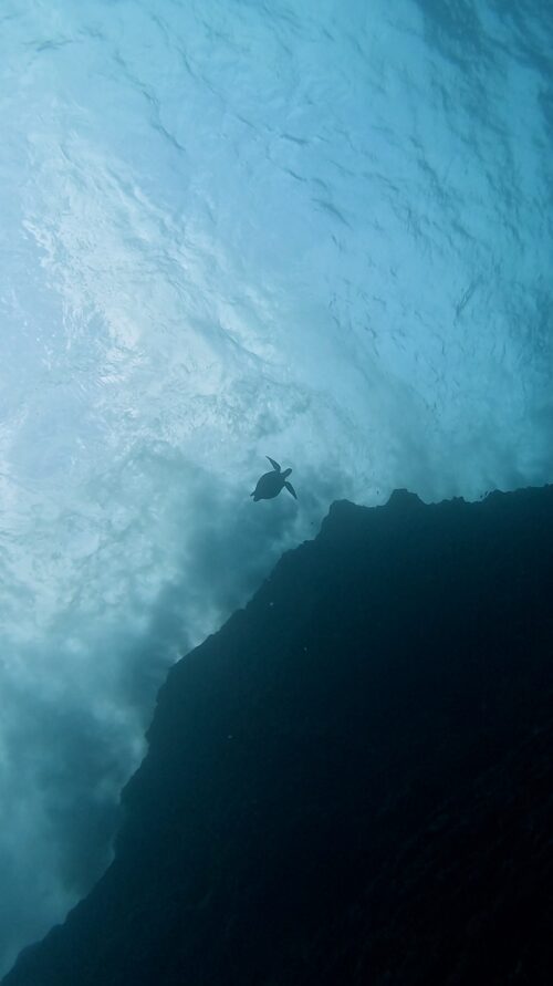 沖縄 慶良間 黒島北でのダイビングで撮影したウミガメ