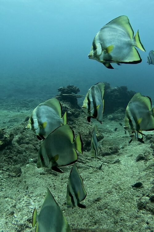 沖縄 慶良間のウチザン礁でのダイビングで撮影したアカククリの群れ