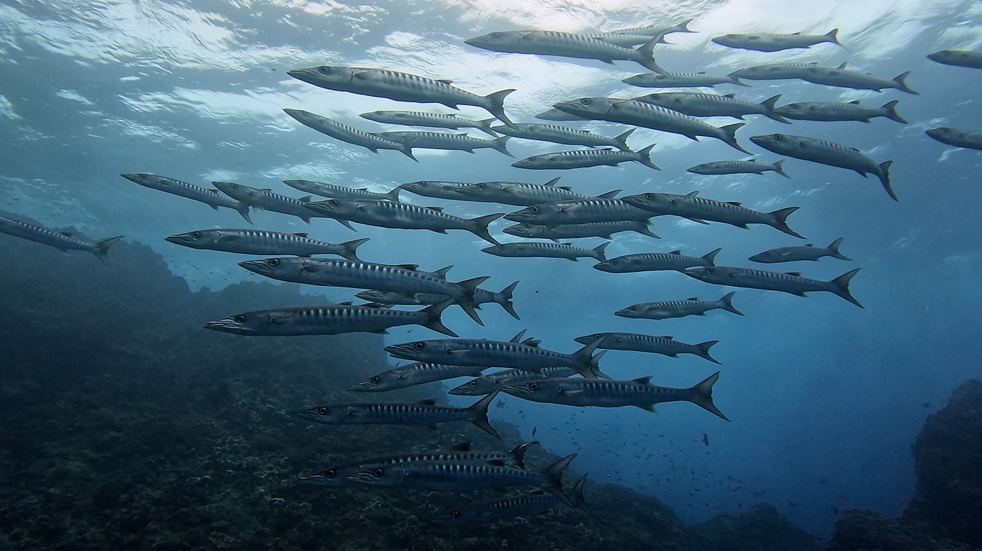 伊平屋島のスーカブヤーで撮影したブラックフィンバラクーダの群れ