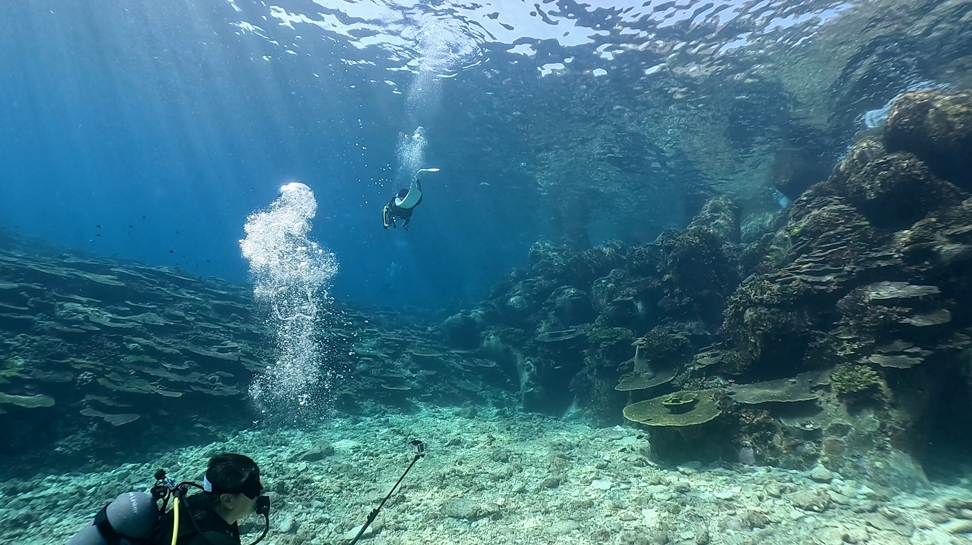 伊平屋島のイソバナ テトラポッドにサンゴが群生しているポイント