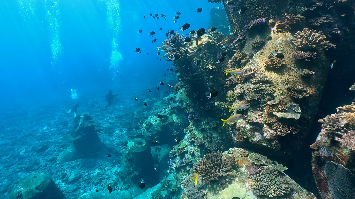 伊平屋島のイソバナ テトラポッドにサンゴが群生しているポイント