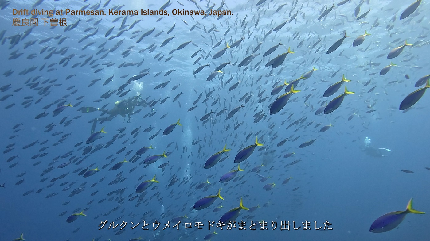 沖縄 慶良間・下曽根 トムモーヤ南でドリフトダイビング・半端ない魚影とイソマグロ YouTube