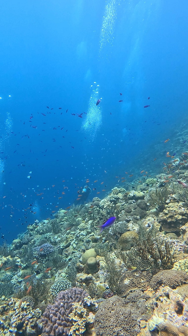 沖縄 渡名喜の五六ノ崎でのダイビングで撮影したサンゴと魚