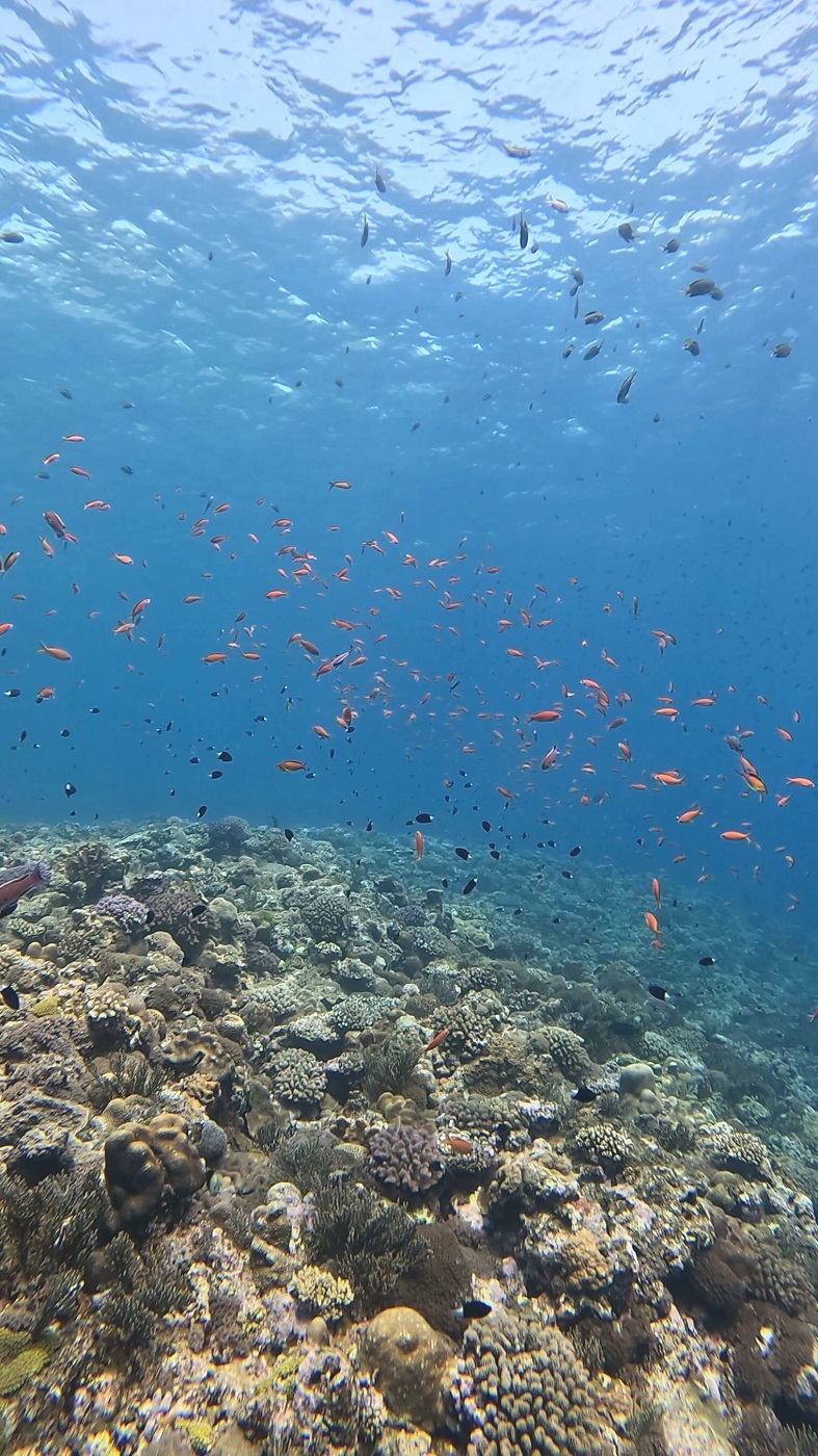 沖縄 渡名喜の五六ノ崎でのダイビングで撮影したサンゴと魚