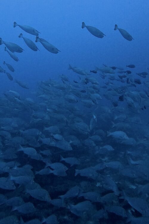 沖縄 トライアングルのダイビングで撮影したハマフエフキ（タマン）の群れ