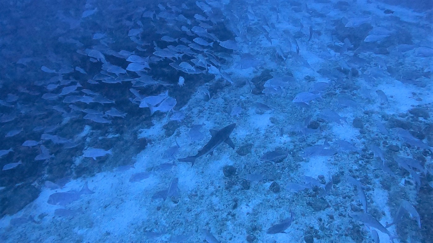 沖縄 トライアングルでのダイビングで撮影したカマストガリザメ