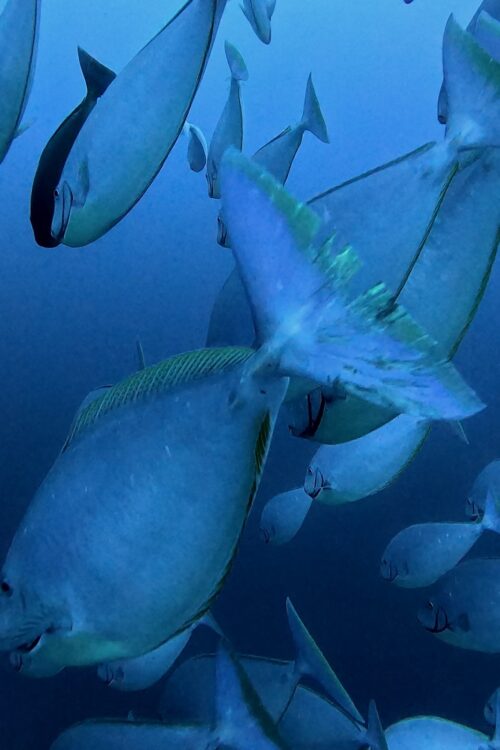沖縄 トライアングルのダイビングで撮影したテングハギモドキの群れの群れ