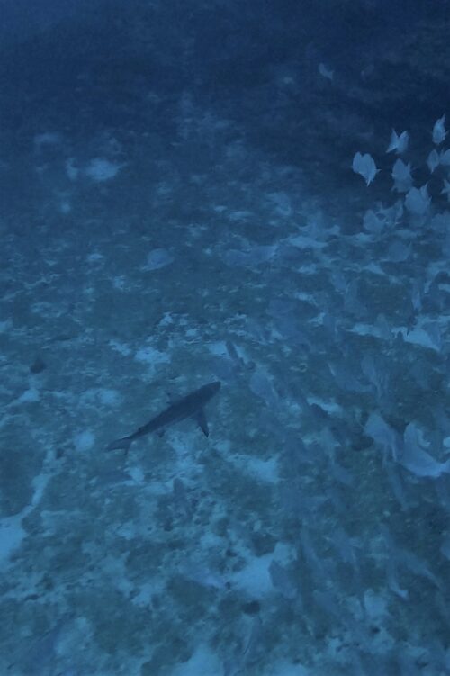 沖縄 トライアングルのダイビングで撮影したカマストガリザメ