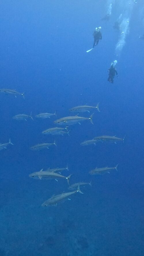 粟国島 筆ん崎のダイビングで撮影したイソマグロの群れ