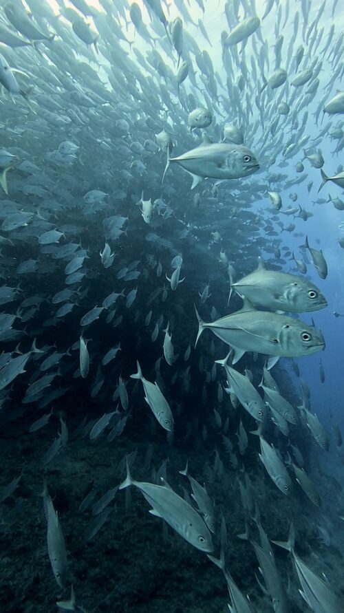 粟国島 筆ん崎でのダイビングで撮影したギンガメアジの群れ