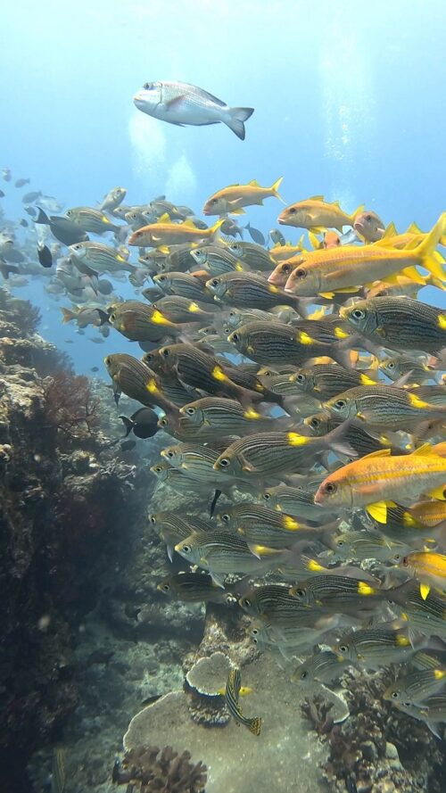 慶良間 ウチザン礁でのダイビングで撮影した魚の群れ