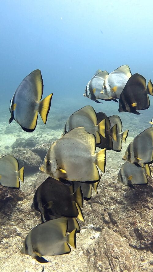 慶良間 ウチザン礁でのダイビングで撮影した魚の群れ