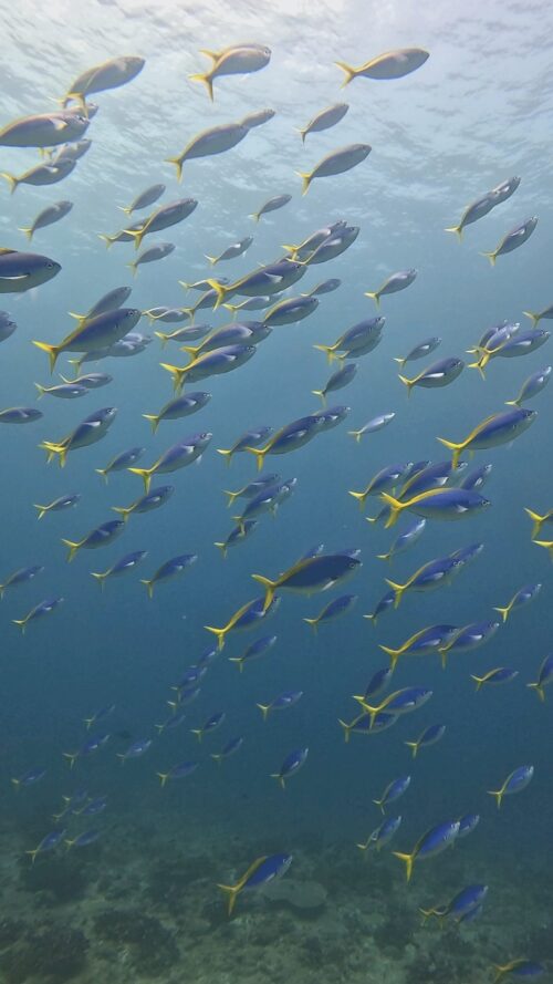 慶良間 ウチザン礁でのダイビングで撮影したウメイロモドキ