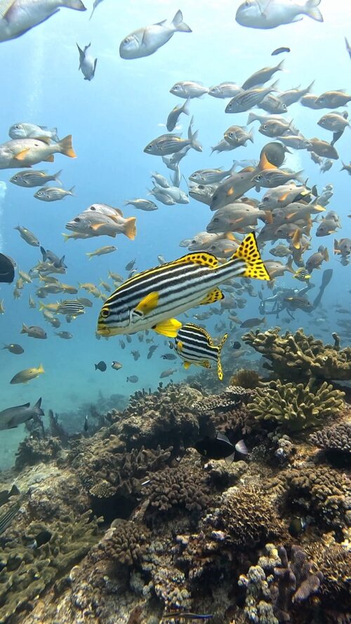 慶良間 ウチザン礁でのダイビングで撮影した魚の群れとムスジコショウダイ