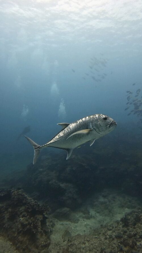 慶良間 ウチザン礁でのダイビングで撮影したロウニンアジ