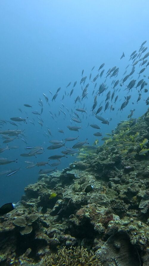 沖縄 GT4でのダイビングで撮影したサンゴと魚