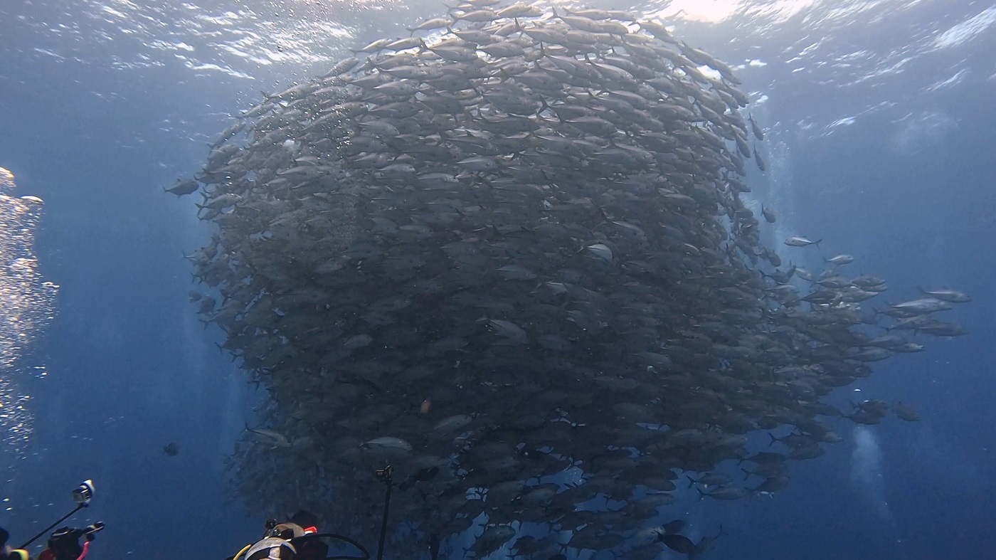 沖縄 粟国島の筆ん崎で撮影したギンガメアジの群れ
