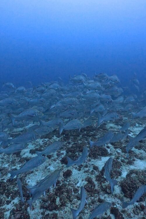 沖縄本島 トライアングルでのダイビングで撮影したタマンの群れ