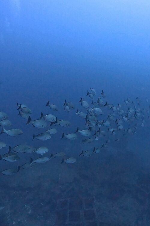 沖縄本島 トライアングルでのダイビングで撮影したテングハギモドキの群れ