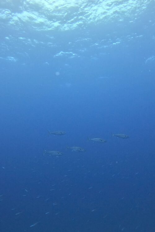 沖縄 粟国島の筆ん崎でのダイビングで撮影したイソマグロ