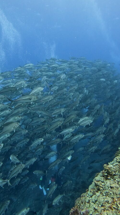 沖縄の粟国島 筆ん崎で撮影したギンガメアジの群れ
