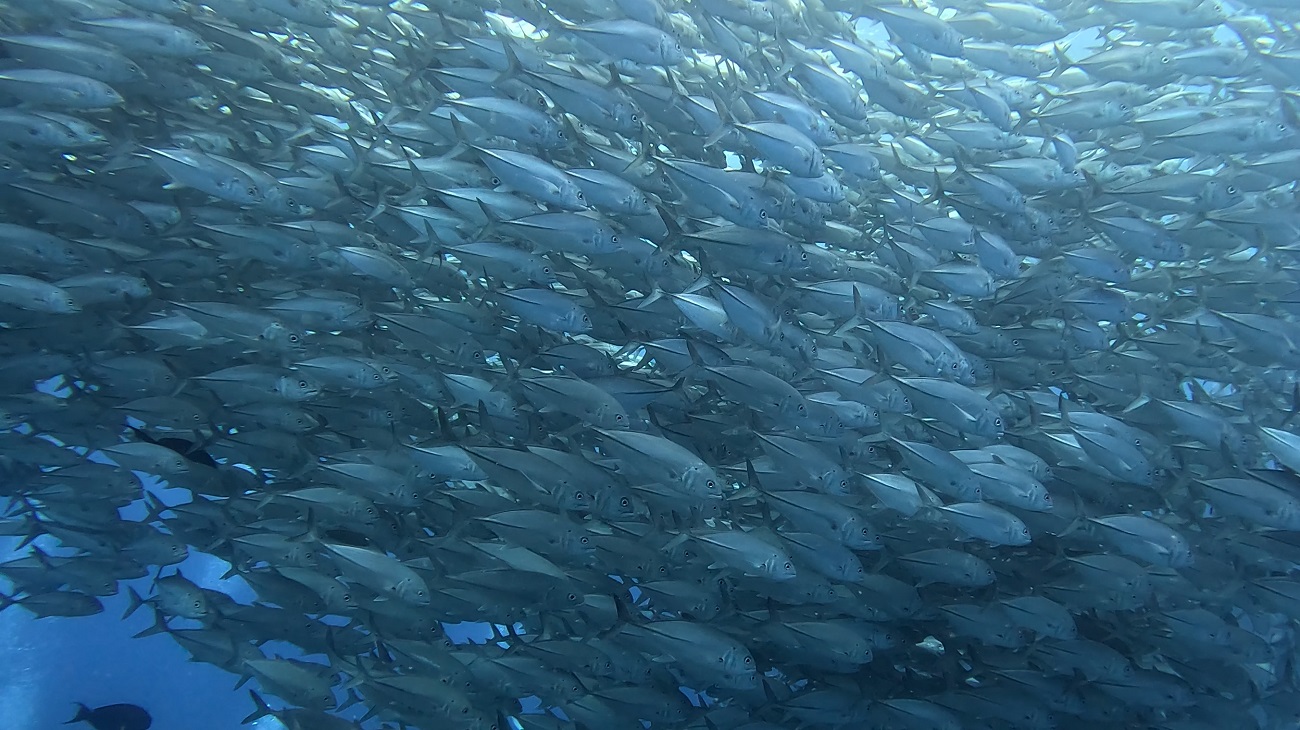 沖縄 粟国島の筆ん崎で撮影したギンガメアジの群れ