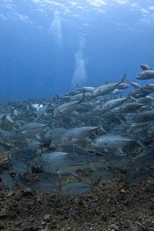 沖縄 粟国島の筆ん崎でのダイビングで撮影したギンガメアジの群れ